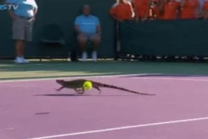 Iguana prekinula meč u Majamiju! Ali, pobedila je reakcija Tomija Hasa!