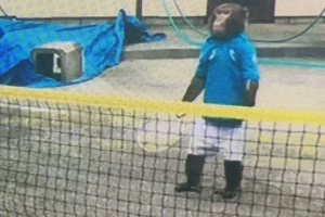 Kad majmun smečuje...