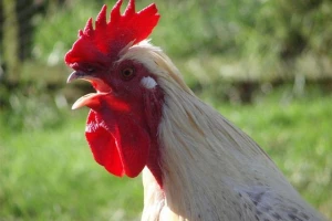 Tragikomedija u Rusiji - Navijač gađao trenera pevcom