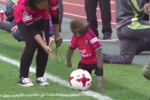 Majmun je zvezda večeri, niko ne govori o rezultatu!
